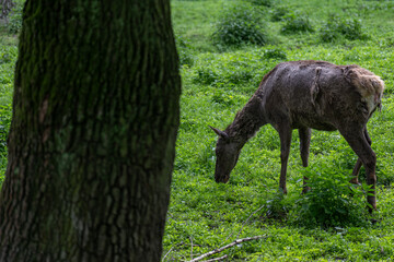An adult doe with growing winter fur.
