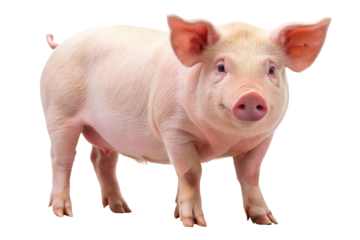 Adorable pink piglet standing isolated on transparent background