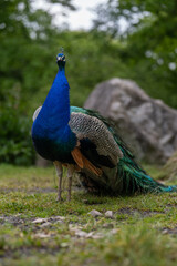 Obraz premium Adult peacock outdoors in front of a stone. 