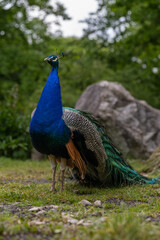 Fototapeta premium Adult peacock outdoors in front of a stone. 
