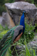 Adult peacock outdoors in front of a stone.
