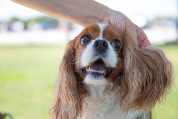 Cavalier King Charles Spaniel enjoying caress of its owner and woman's hand lovely stroking dog's...