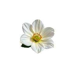 Fototapeta premium Elegant white flower with delicate petals and vibrant yellow center isolated on black background