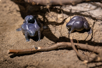 Small plastic purple frogs as a sample.
