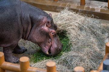 Hippo Eating Grass And Hay