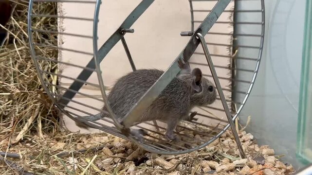 common degu Octodon degus in a pet store cage