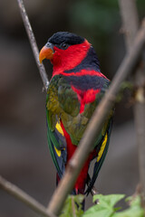 Papuan tricolor lori parrot on a branch.
