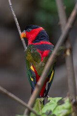 Papuan tricolor lori parrot on a branch.
