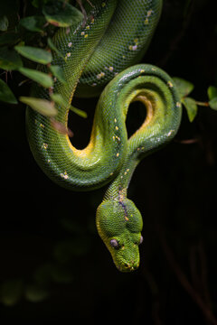 Green python ready to attack.
