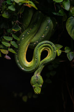 Green python ready to attack.
