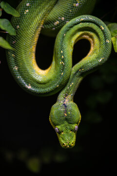 Green python ready to attack.
