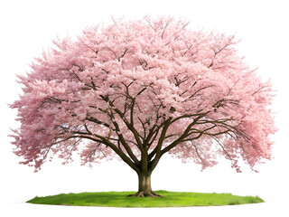 Obraz premium cherry blossom tree isolated on white background.PNG Transparent file type with high definition picture quality available.