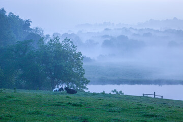 Holstein cows in a field on a foggy morning with trees and a lake in the background