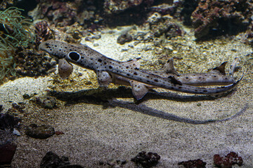 A bull shark bites the fin of a female.
