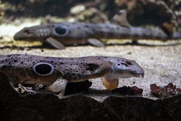A bull shark bites the fin of a female.
