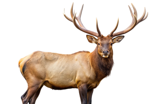 Majestic bull elk with large antlers isolated on transparent background