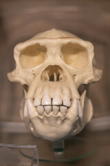 Prehistoric gorilla skull on display.  © lapis2380