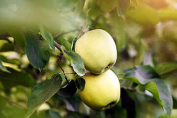 Eco garden, organic agriculture at summer. Harvest season for production and sale delicious fruits. Ripe apple on tree with green leaves on branch on plantation at farm, outdoor, copy space, close up
