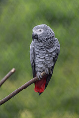 Adult Jaco parrot on a branch in an outdoor aviary.
