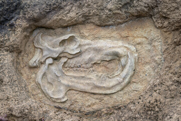 A sample of the discovery of a prehistoric hippopotamus skull in stone.
