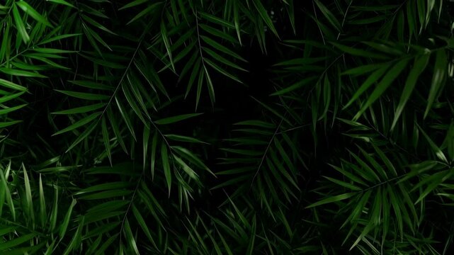 Lush green palm leaves creating a dense, vibrant pattern with a tropical and botanical feel, ideal for background or texture.