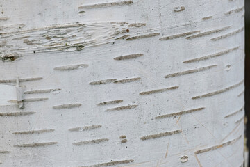 Stamm einer Hänge-Birke (Betula pendula)