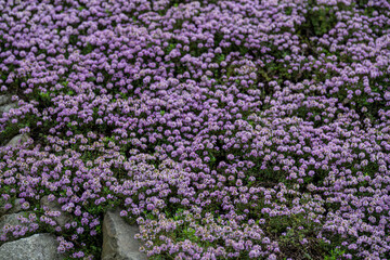 Obraz premium Tiny purple thyme flowers outdoors. 