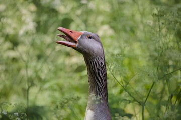 Portrait of a goose hissing and showing it's tongue
