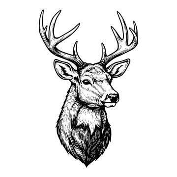 deer head hand drawn illustration. silhouette