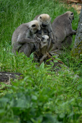 Sacred howler monkey on the ground with a baby.
