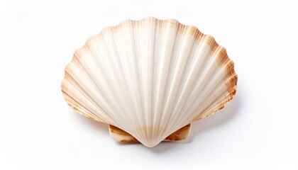 A seashell isolated on white background