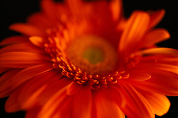 Flor cor-de-laranja com fundo preto