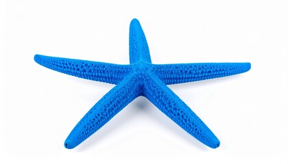 Fototapeta premium starfish, ocean, sea, marine, beach, aquatic, underwater, animal, wildlife, blue, nature, tropical, isolated, white, background, seaweed, shell, coral, sand, water, summer, exotic, creature, natural, 