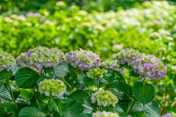 ちょうど見頃のピンクのグラデーションがきれいなアジサイの花