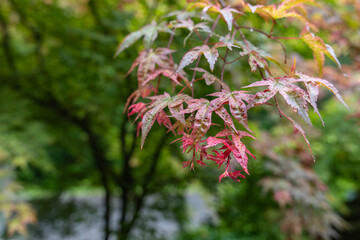 Water drops after rain on maple leaves with a red tint.
