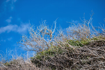 Dry Tan Branches and Green Foliage Under Blue Sky in Honolulu Hawaii.