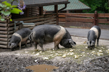 Two colored domestic pig outdoors in a paddock.
