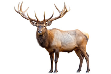 Majestic bull elk with large antlers isolated on transparent background
