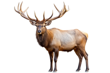 Majestic bull elk with large antlers isolated on transparent background