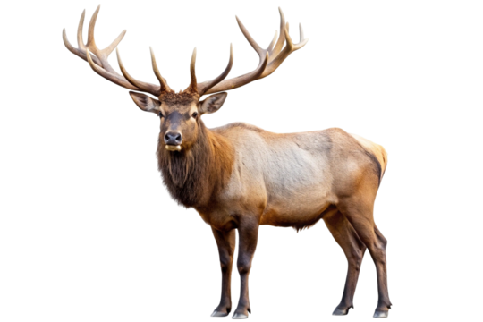 Majestic bull elk with large antlers isolated on transparent background