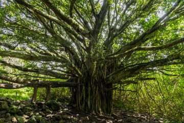 Beautiful Indian Banyan tree along the Pipiwai trail on Maui, Hawaii