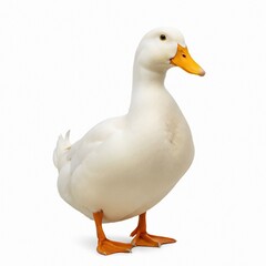 white duck on white background