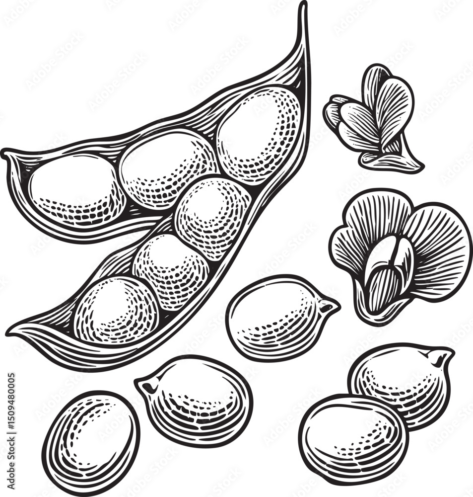Poster three soybeans rest within a pod showcasing their rounded forms.