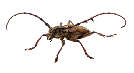 Detailed Closeup of a Longhorn Beetle with Pronounced Antennae