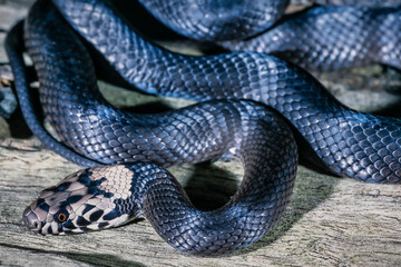 Close up of an Australian Pale-headed Snake
