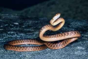 Australian Brown Tree Snake in striking stance