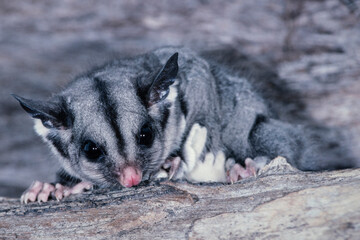 Australian Sugar Glider resting on log