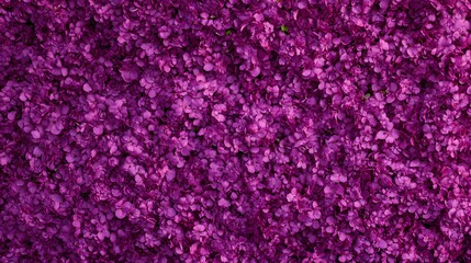 Vibrant Purple Hydrangea Flower Background Texture