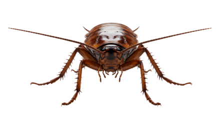 Frontal view of a glossy brown cockroach with spiky legs and long antennae