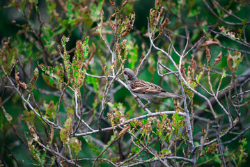 Bird (House Sparrow, Passer domesticus) males brighter black, white, and brown markings color...